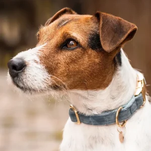 Collar de perro Terciopelo Light Azul XS para Jardín y Terraza