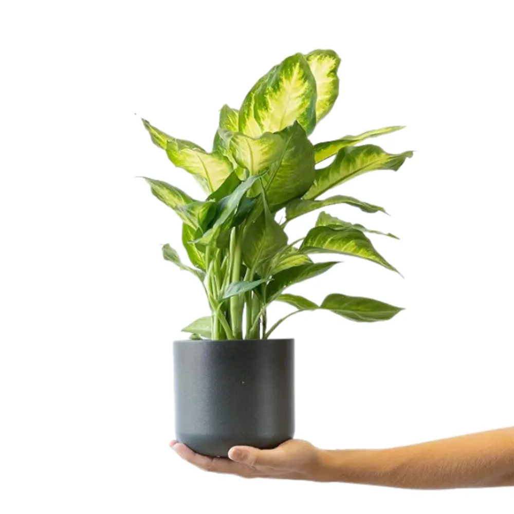 Planta Natural Dieffenbachia De Interior En Maceta Ø13 Cm Altura 40 Cm