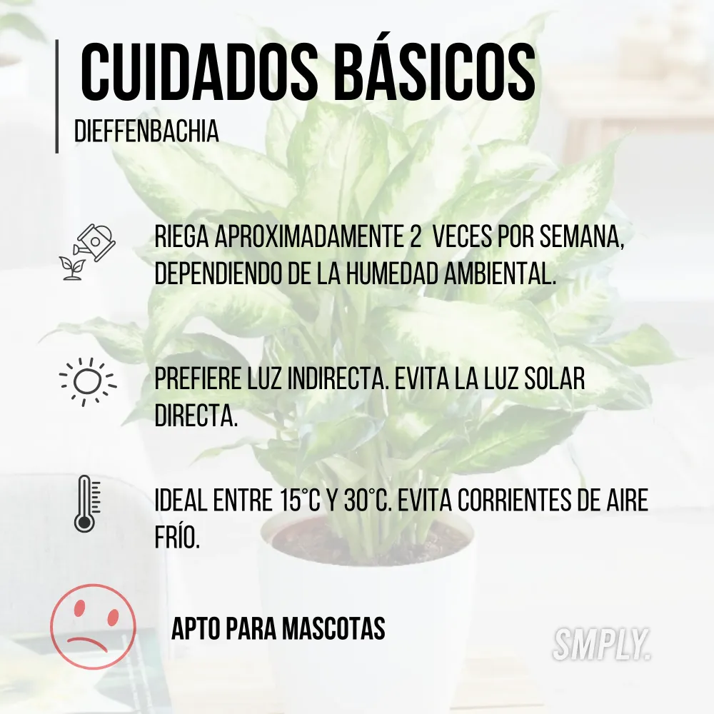 Planta Natural Dieffenbachia De Interior En Maceta Ø13 Cm Altura 40 Cm