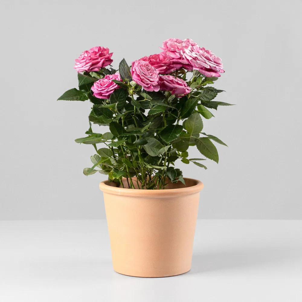 Rosal PatioHit® 10 x 15 Pies