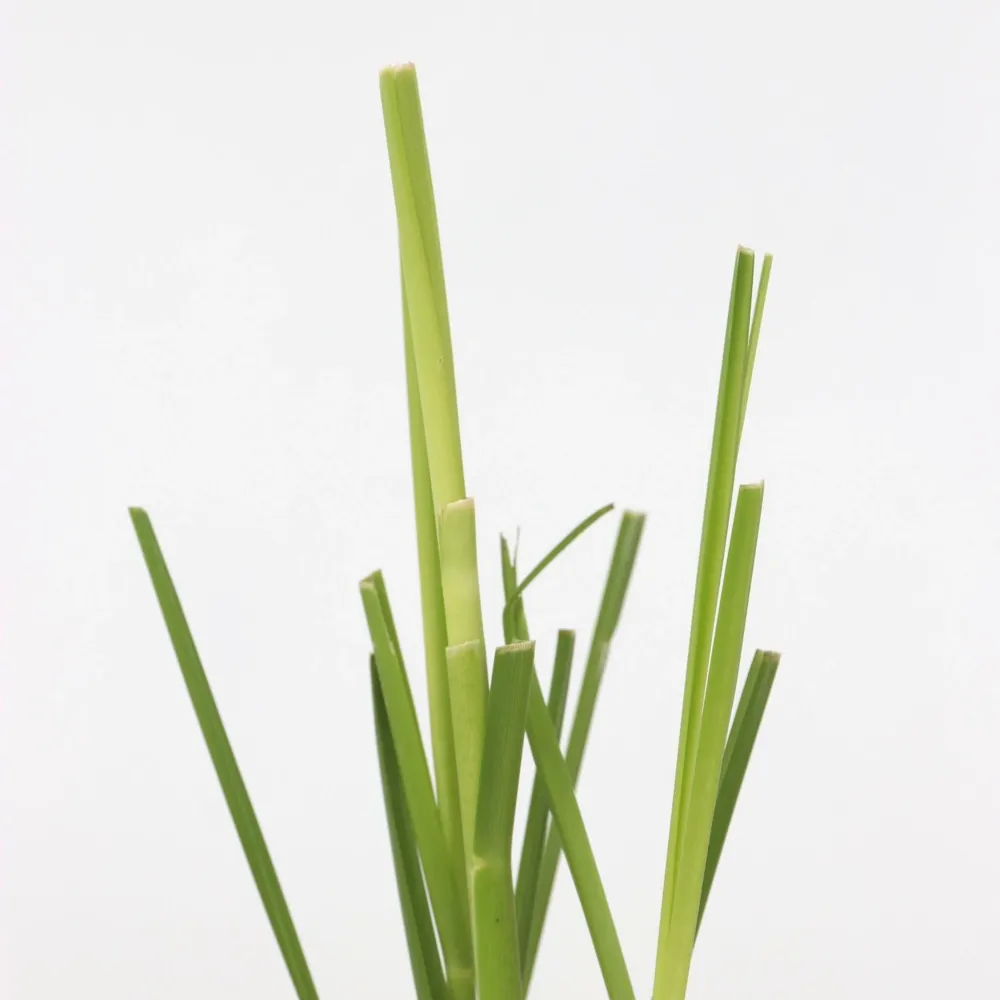 Hierba Da Las Pampas - 6 Pzs - Cortaderia Selloana - Altura 25-40cm - ⌀9cm