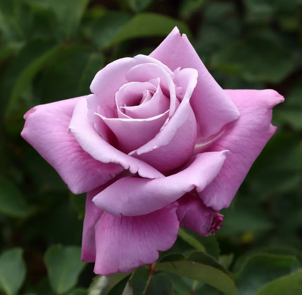 Rosal Charles de Gaulle® con Tratamiento Antihumedad